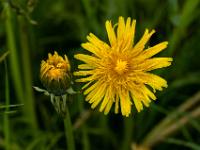 Löwenzahn Blüte und Knospe nach dem Regen